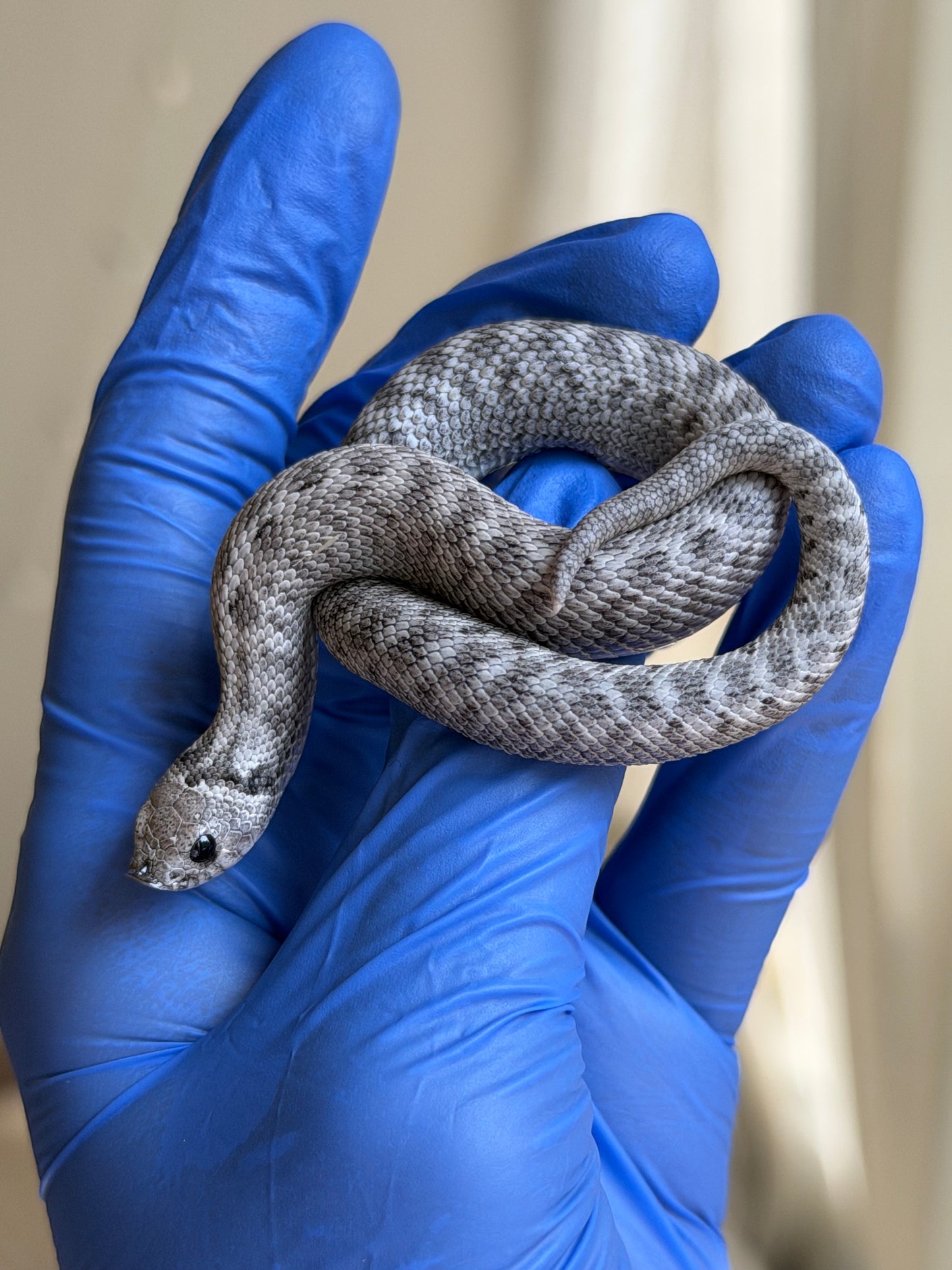 Axanthic Cinnamon Het Toxic