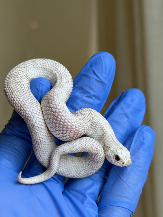 Antarctic Toffee Conda 50%ph Axanthic