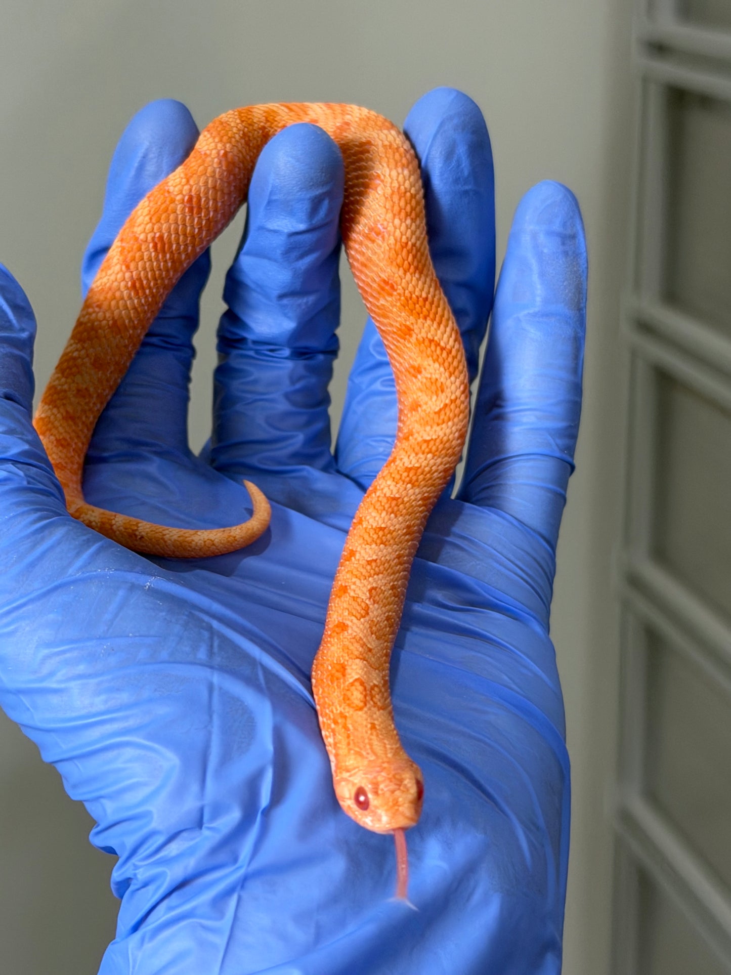 2025 太陽爆炸 ♂ (H25045)