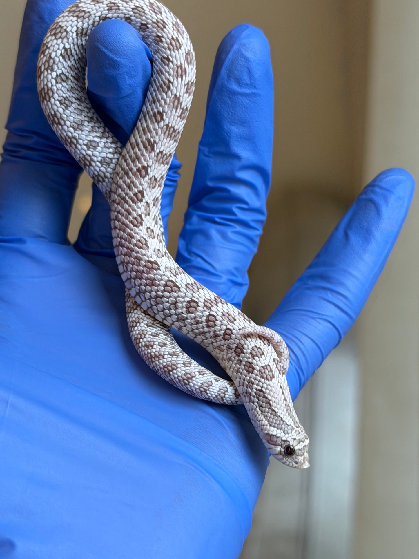 2025 北極毒藥 ♀ (H25387)