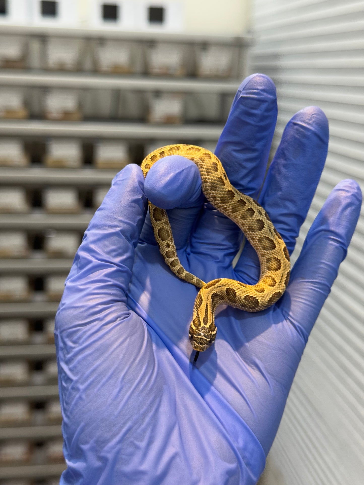 2025 康達Het白化, 檸檬鬼沃瑪血系 ♀ (H25437)