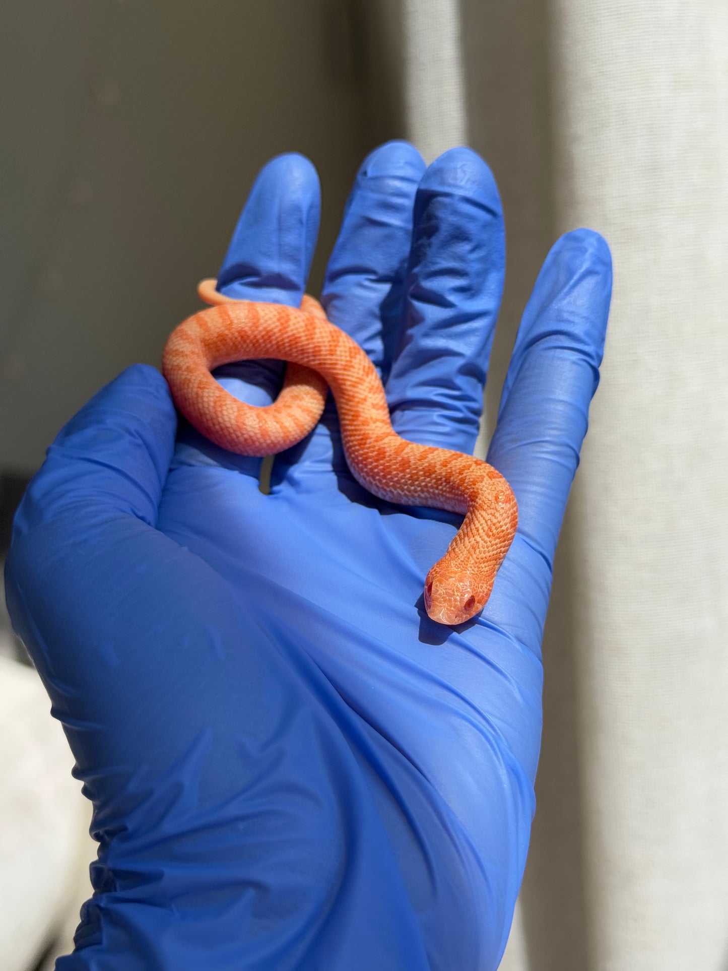 2025 白化瑞士巧克力Pos北極ph薰衣草 ♀ (H25388)