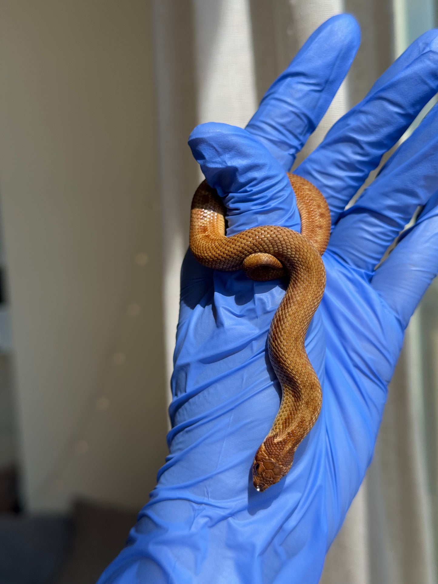 2025 肉桂康達Het白化, 檸檬鬼彩色爆風血系 ♂ (H25408)