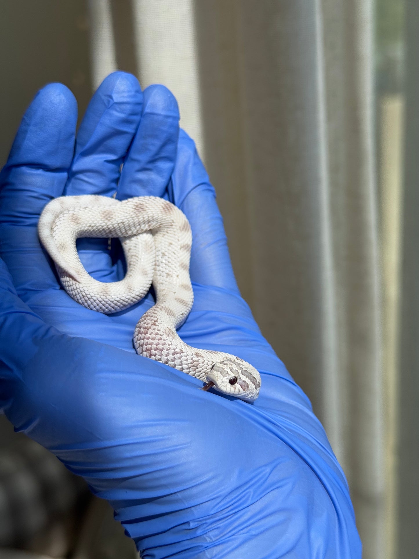 2025 毒藥康達Pos北極 ♀ (H25273)