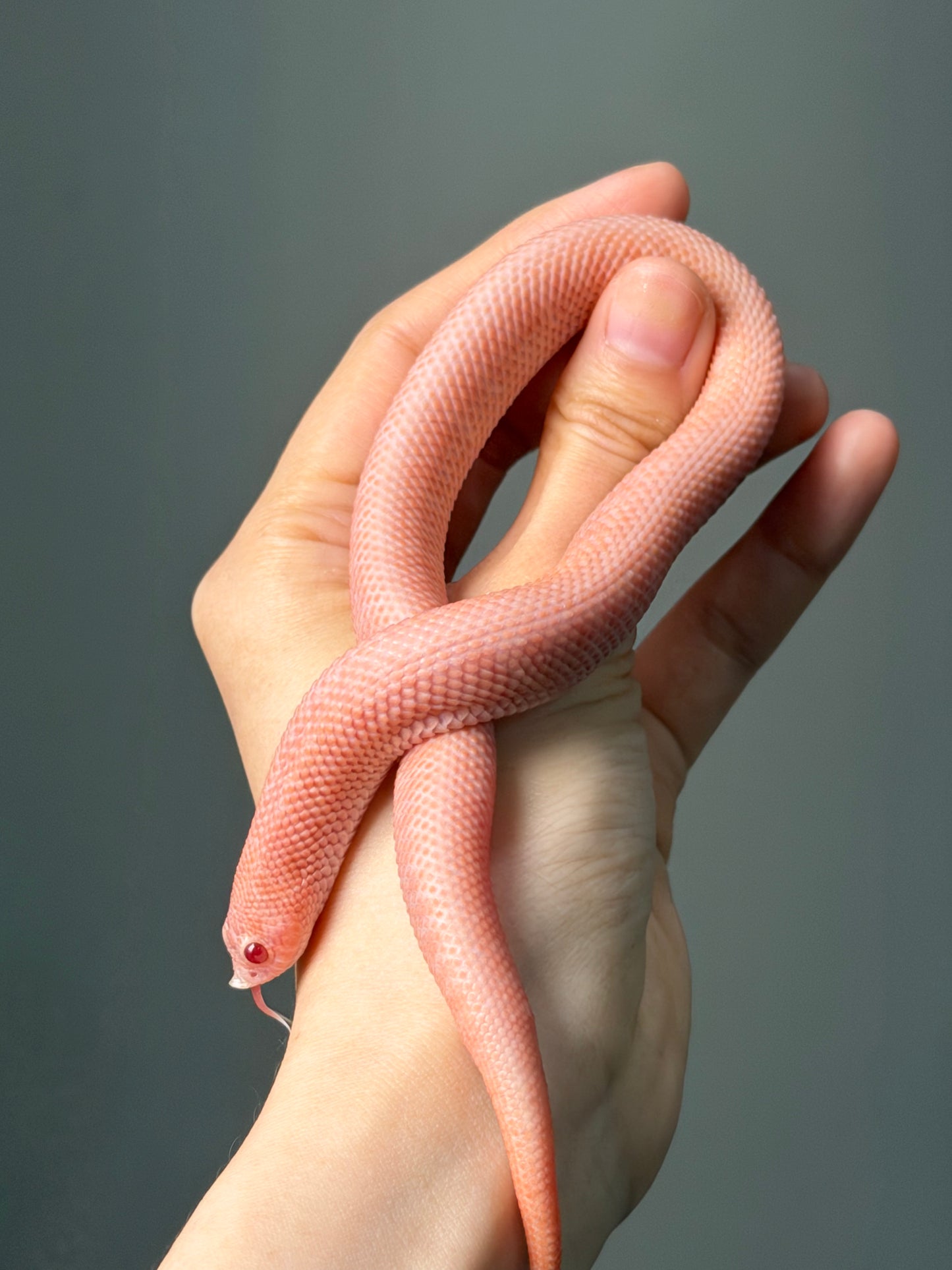 超級北極太陽爆炸