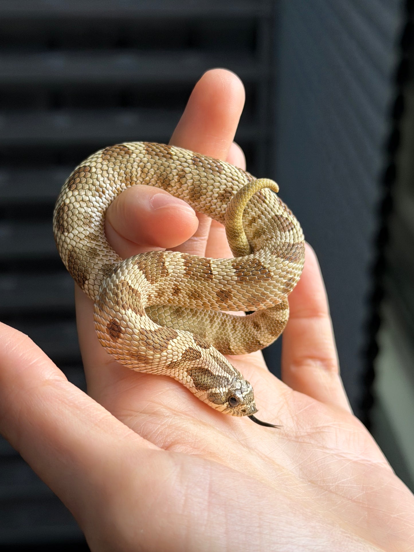 康達Het白化, 檸檬鬼沃瑪血系