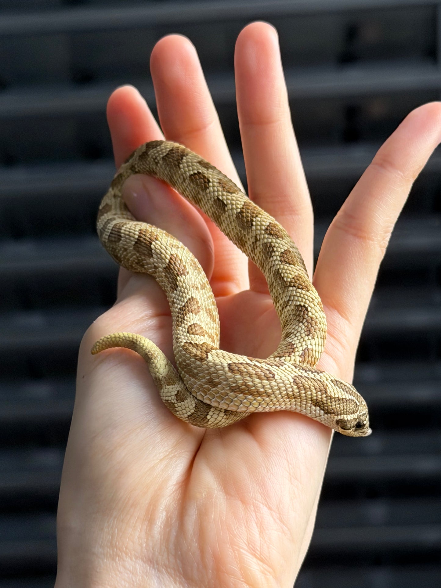 康達Het白化, 檸檬鬼沃瑪血系