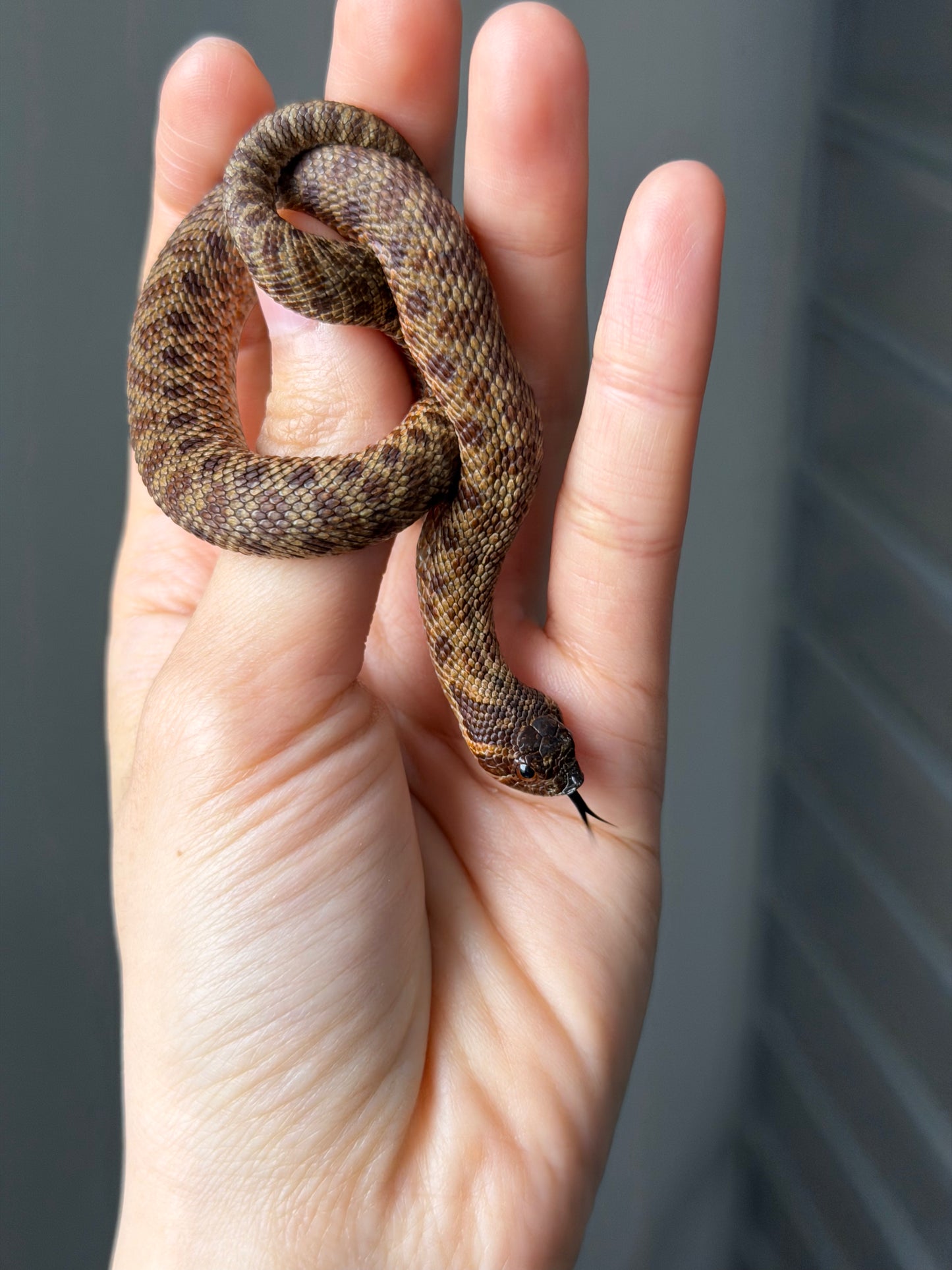 瑞士巧克力66%ph白化ph薰衣草