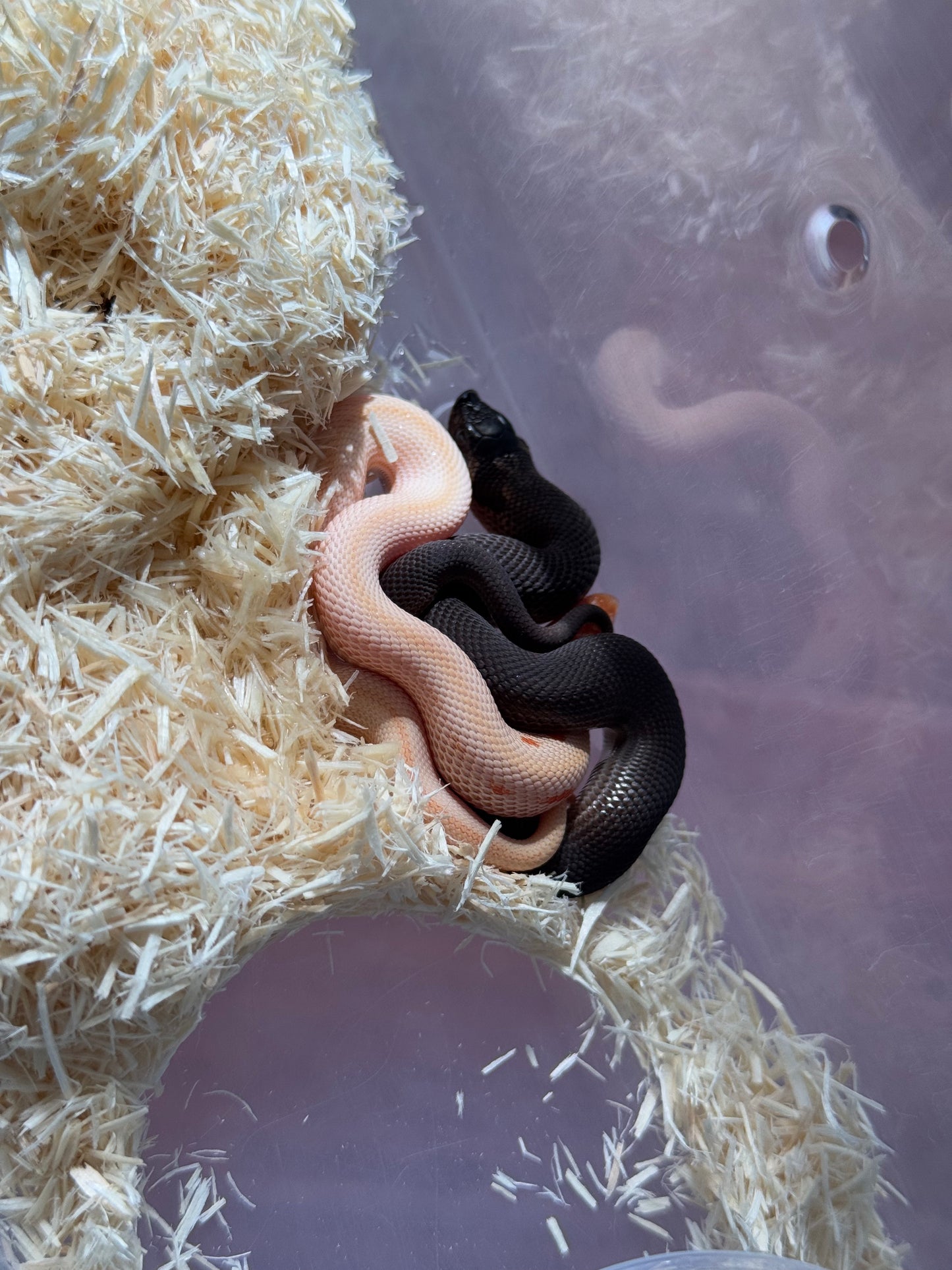 2025 瑞士巧克力超級康達,彩色爆風血系66%ph白化 ♂ (H25440)