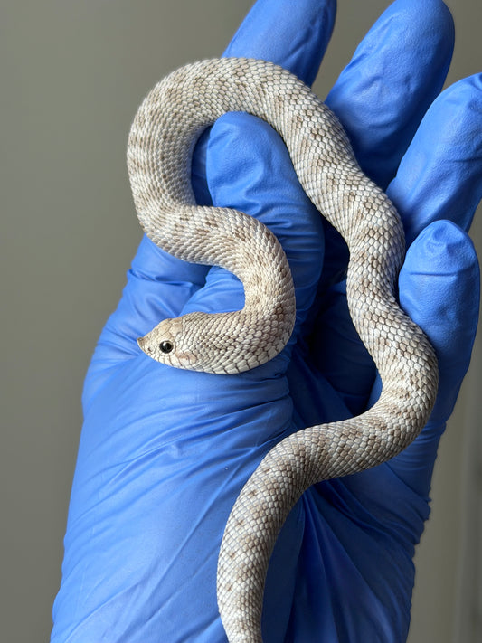 Antarctic Axanthic 66%ph Toffee
