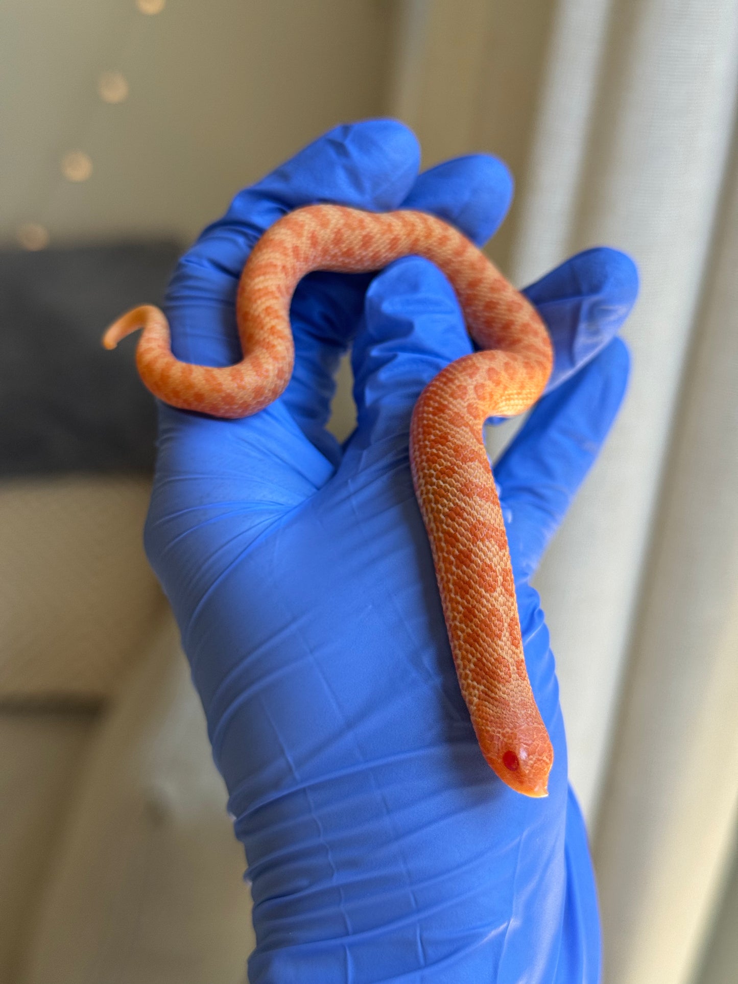 2025 白化瑞士巧克力Pos北極ph薰衣草 ♀ (H25278)