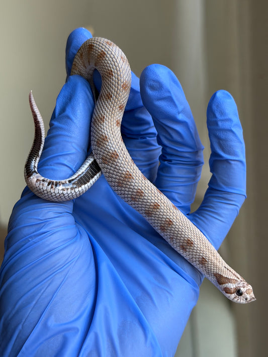 Antarctic Conda 66%ph Axanthic 66%ph Toffee
