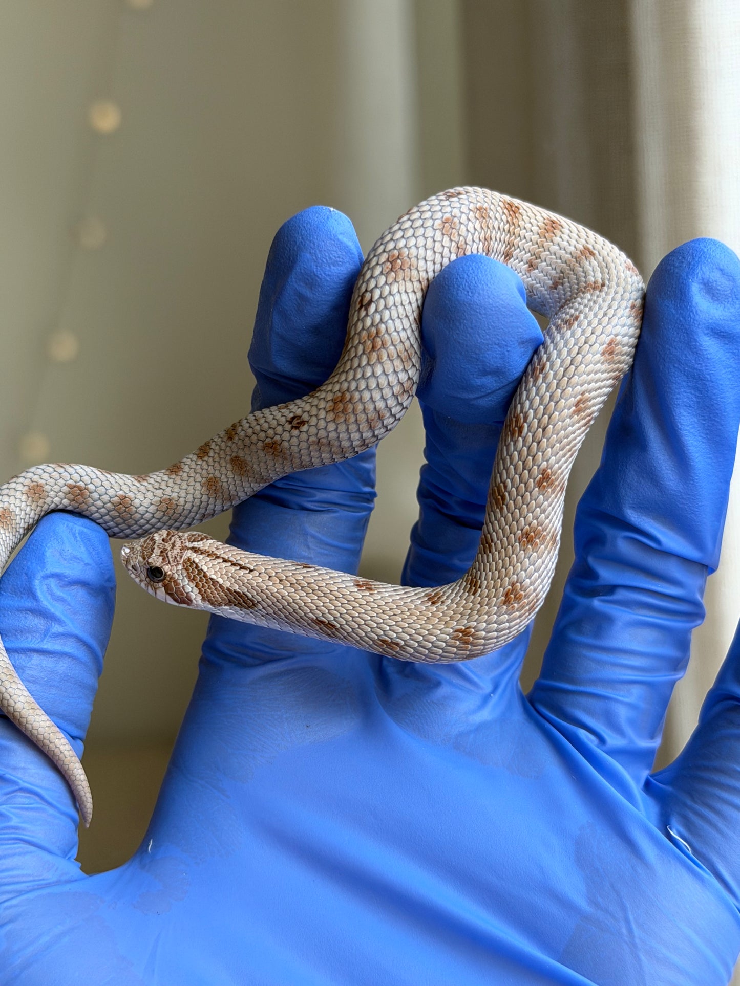 Antarctic Conda 66%ph Axanthic 66%ph Toffee