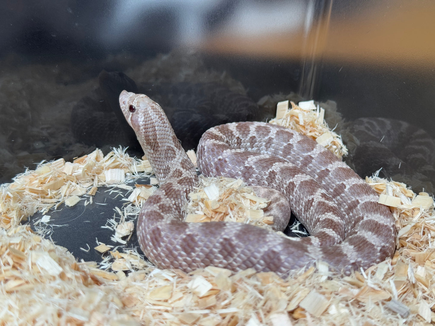 2022 紫紅薰衣草 ♂ (驗證種公)