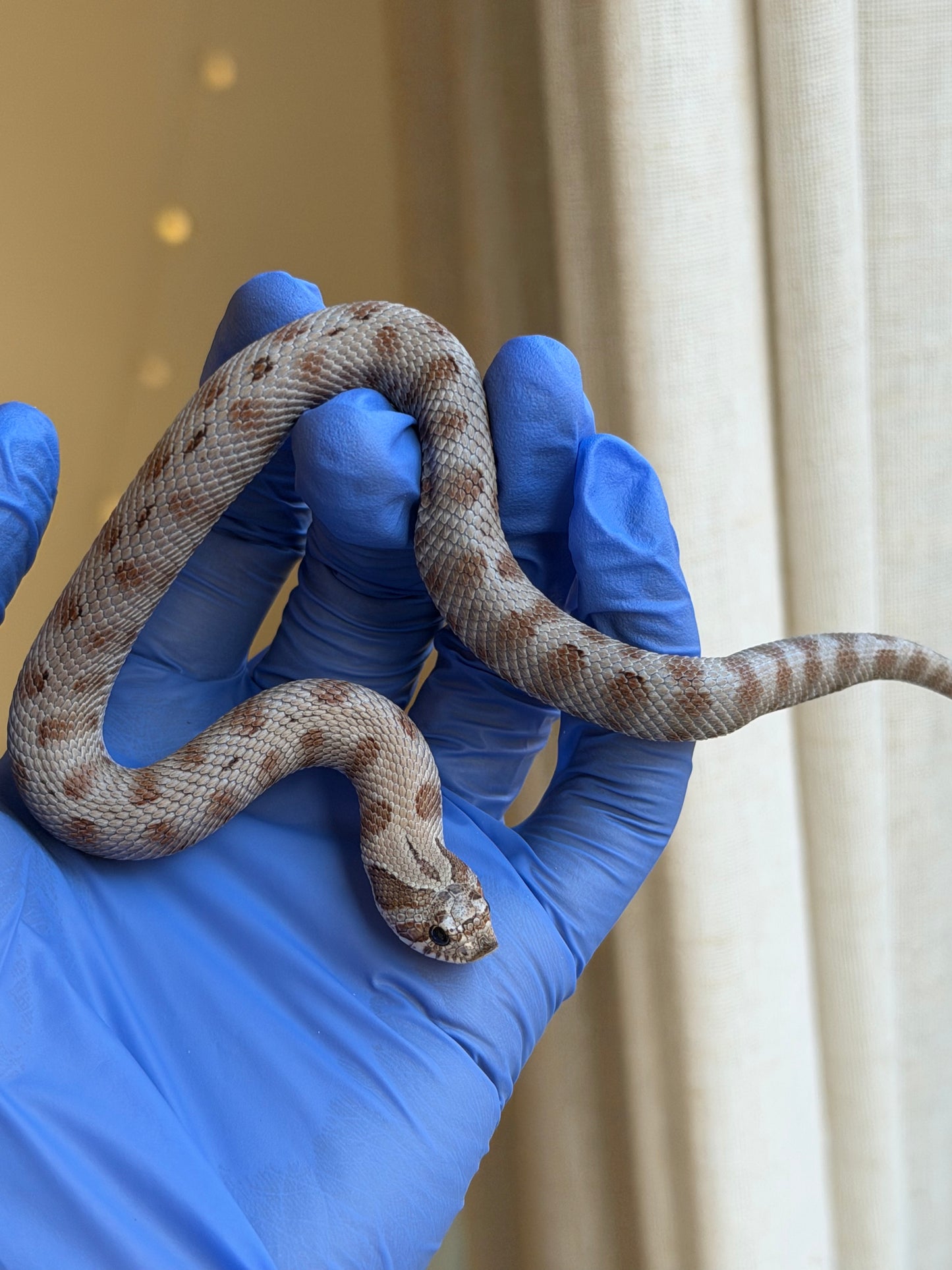 Antarctic Conda 66%ph Axanthic 66%ph Toffee