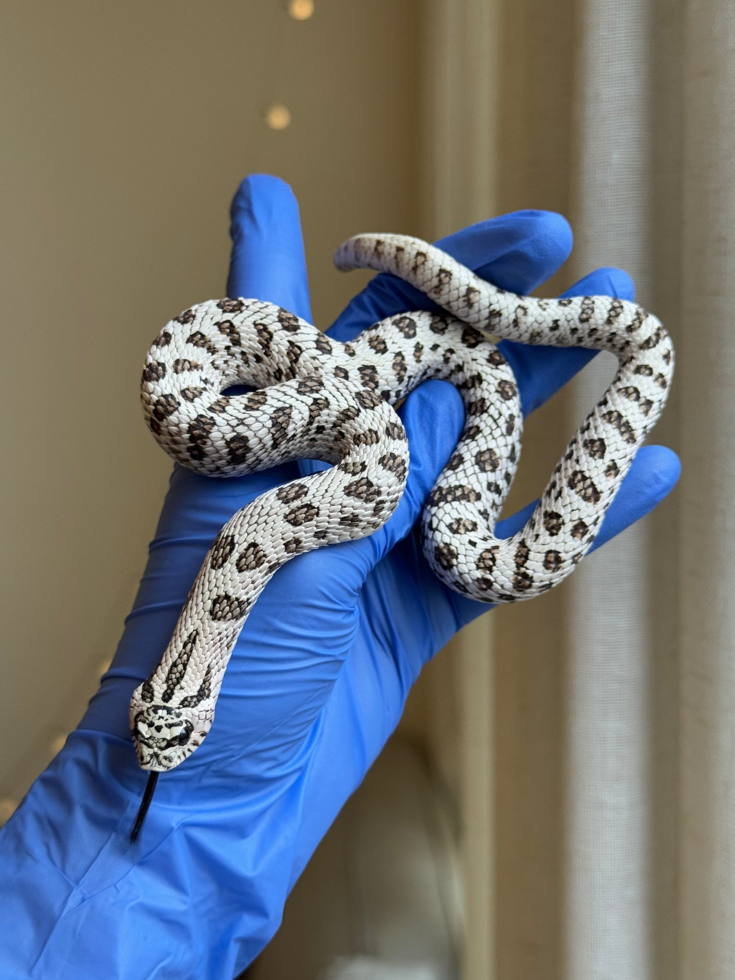 2024 50%灰質血系超級北極 ♂ (自留個體)