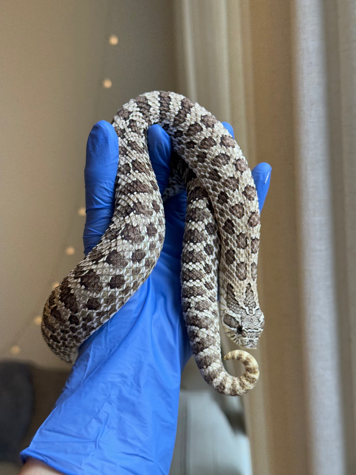 2022 北極 ♀ (驗證種母)