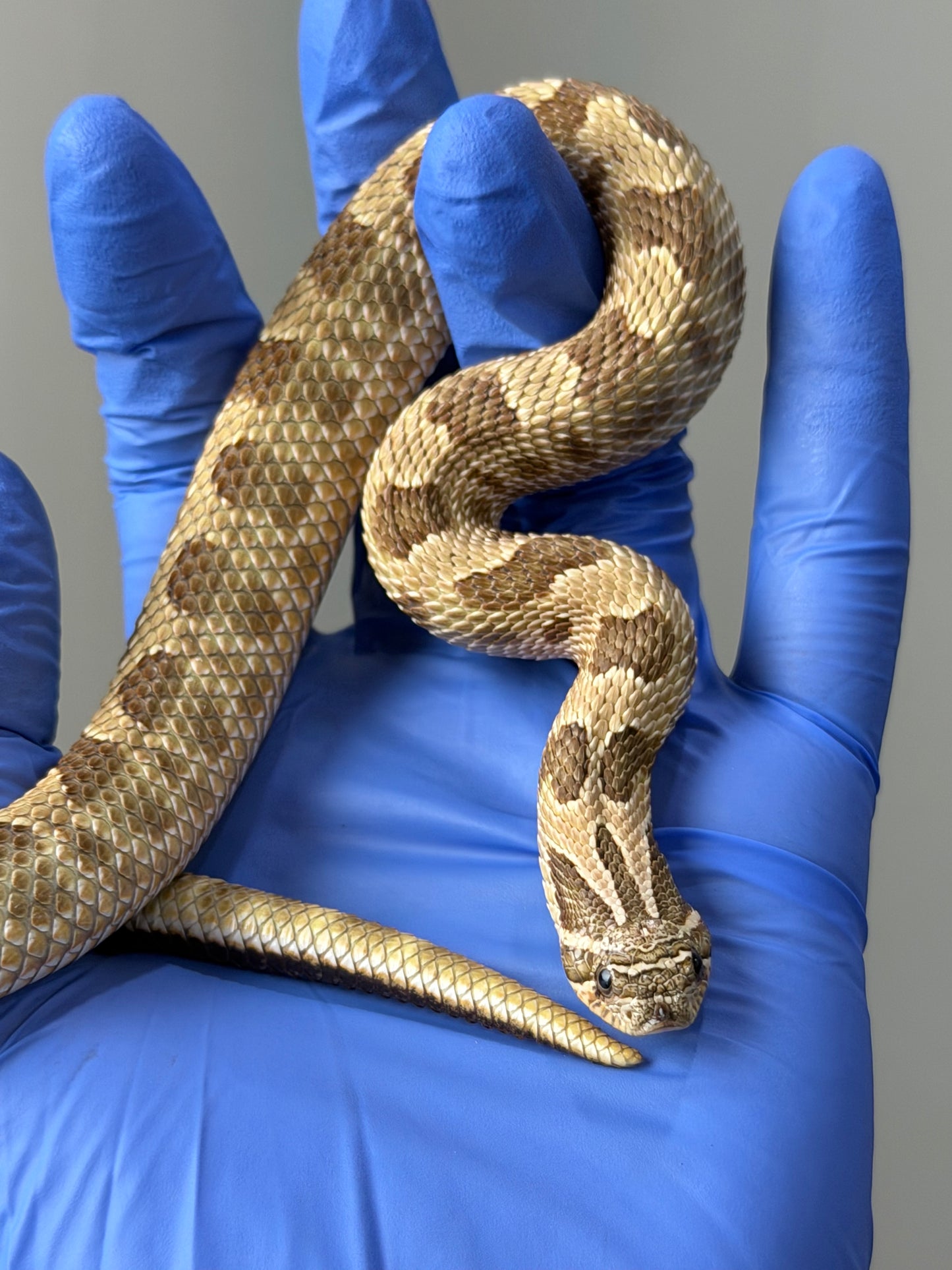 Lemon Ghost Woma Bloodline Conda Het Albino