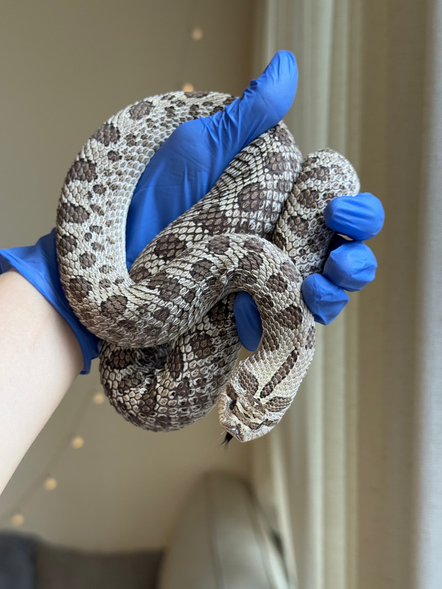 2022 超級北極 ♀ (驗證種母)