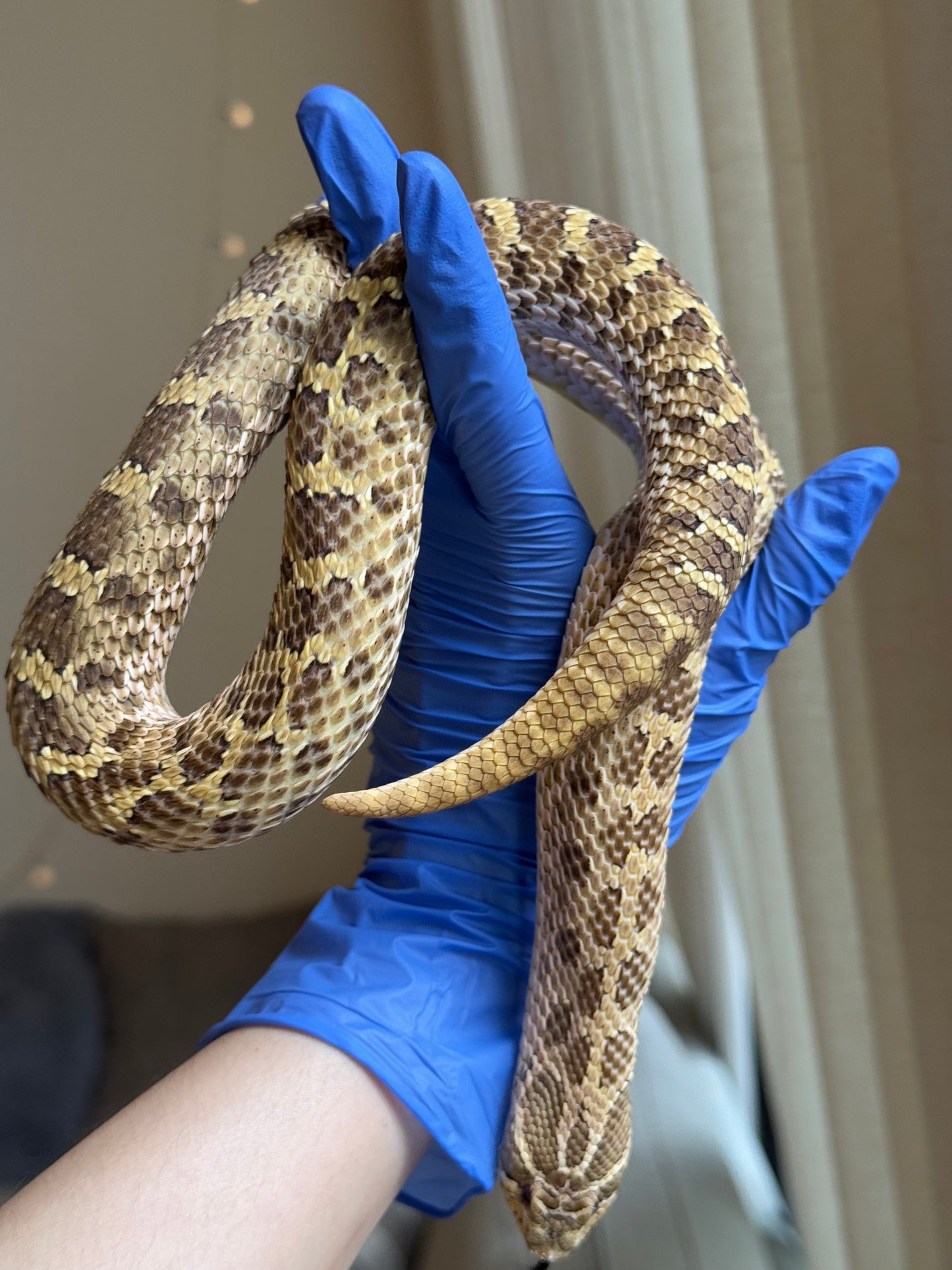 2020 低%檸檬鬼Het太妃 ♀ (驗證種母)