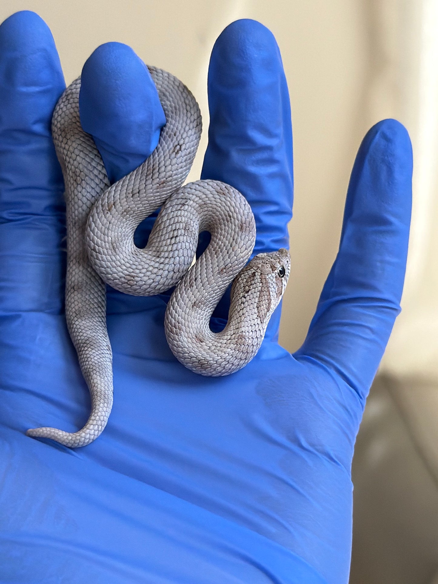 Antarctic Conda Pos Axanthic 66%ph Toffee