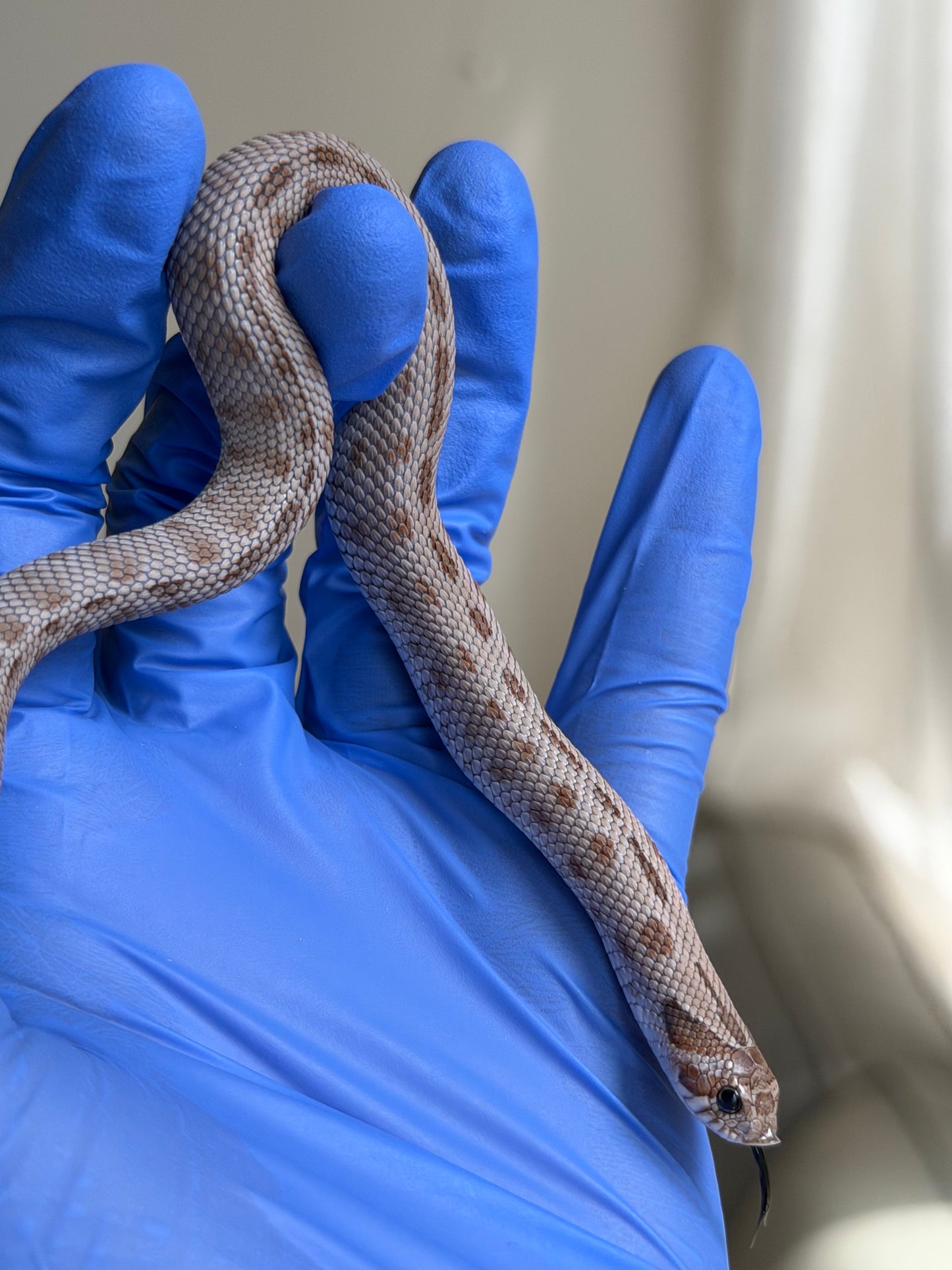 Antarctic Conda 66%ph Toffee 66%ph Axanthic