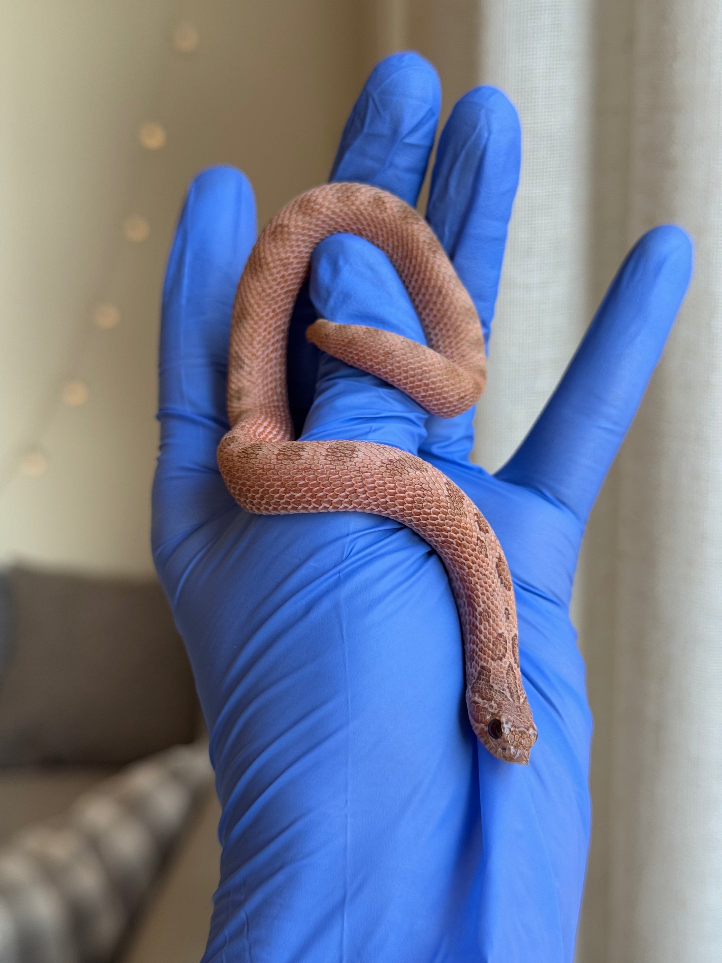 2025 北極邁泰康達 ♀ (H25176)