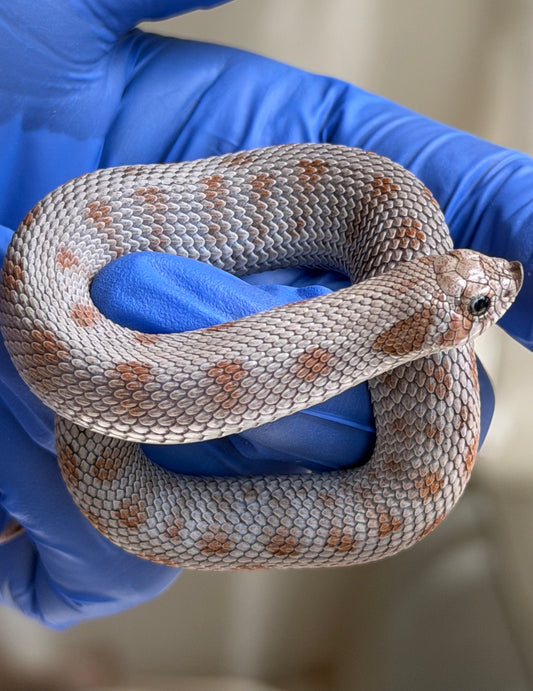 Antarctic Conda Het Swiss Toffee 66%ph Axanthic