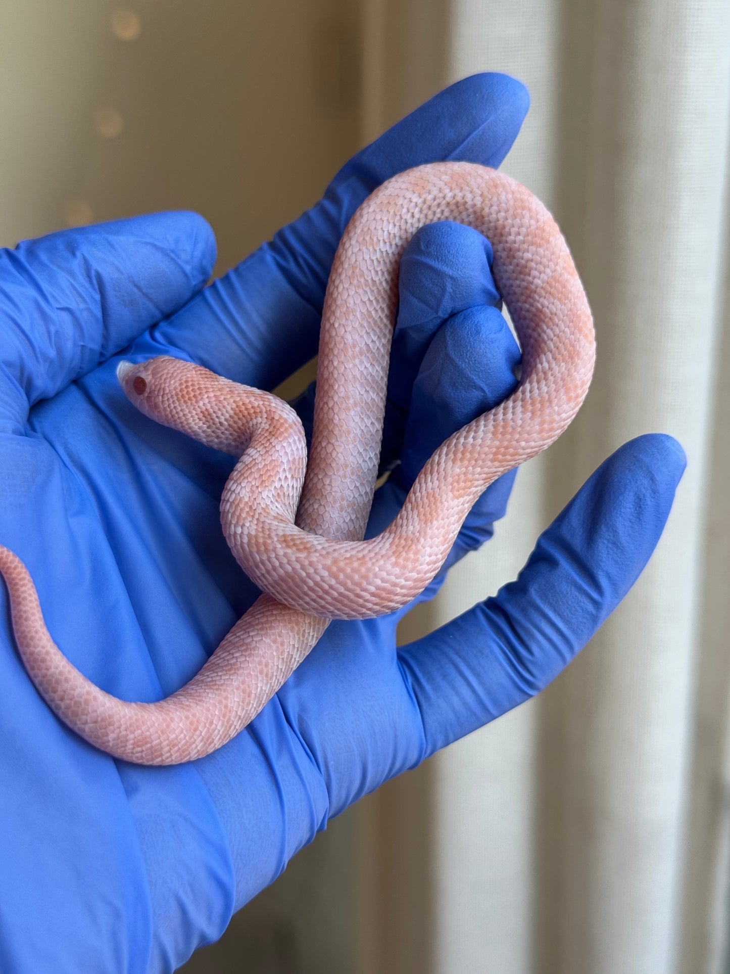 2025 超級北極太陽爆炸 ♀ (H25187)