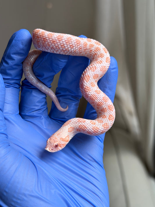 Albino Antarctic Het Swiss
