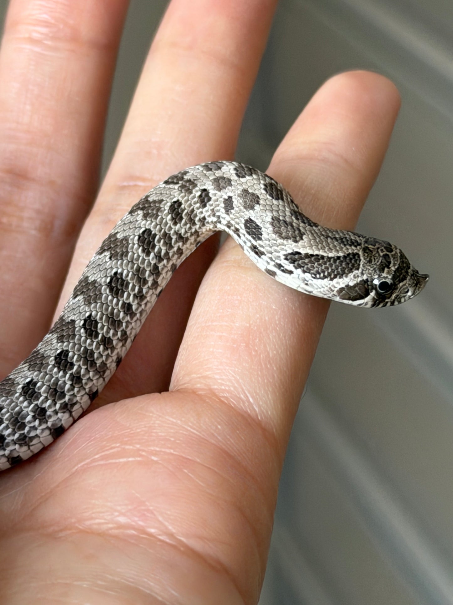 2025 缺黃Het幽靈 ♂ (H25499)