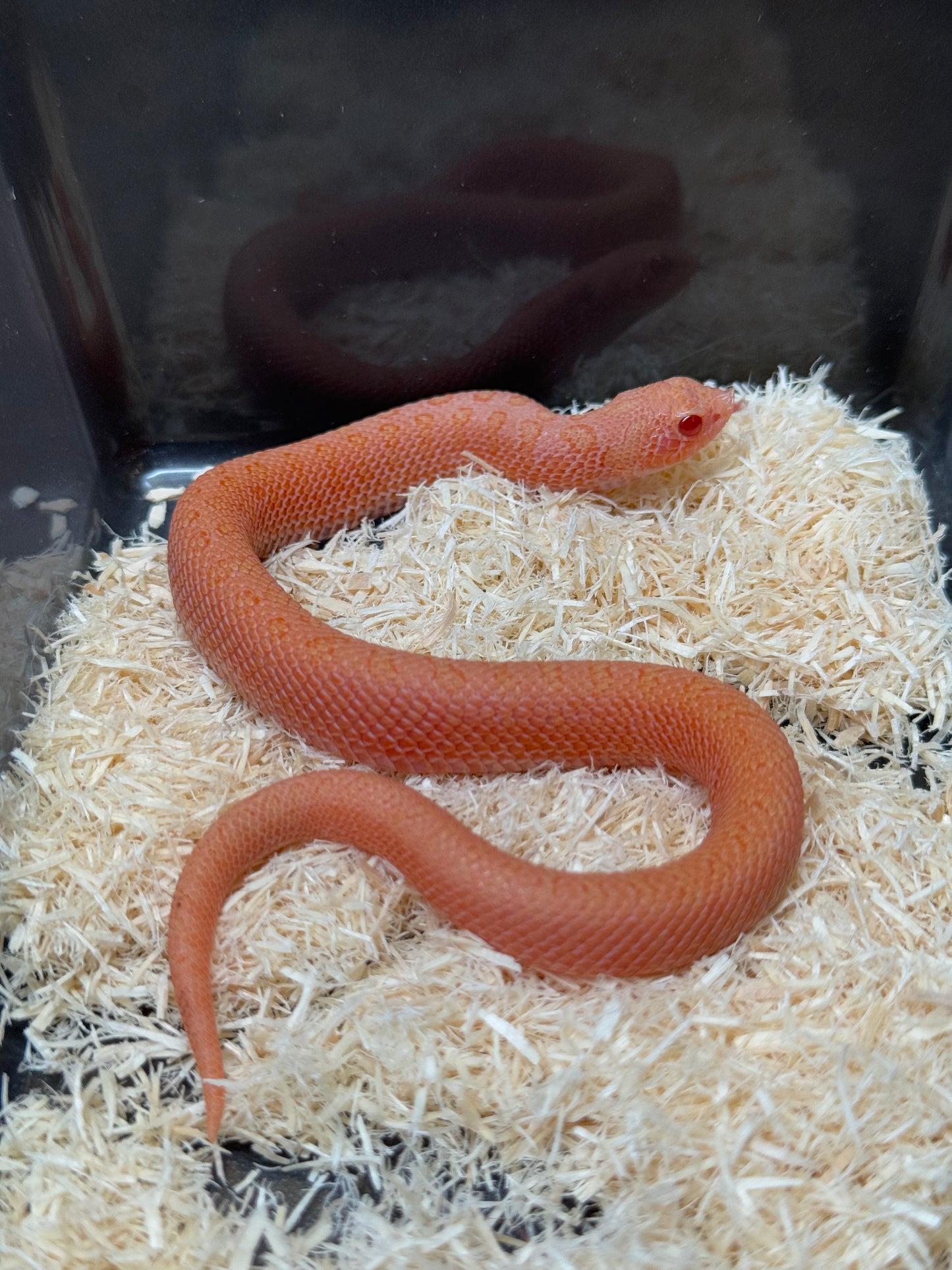 2025 北極太陽爆炸 ♂ (H25221)