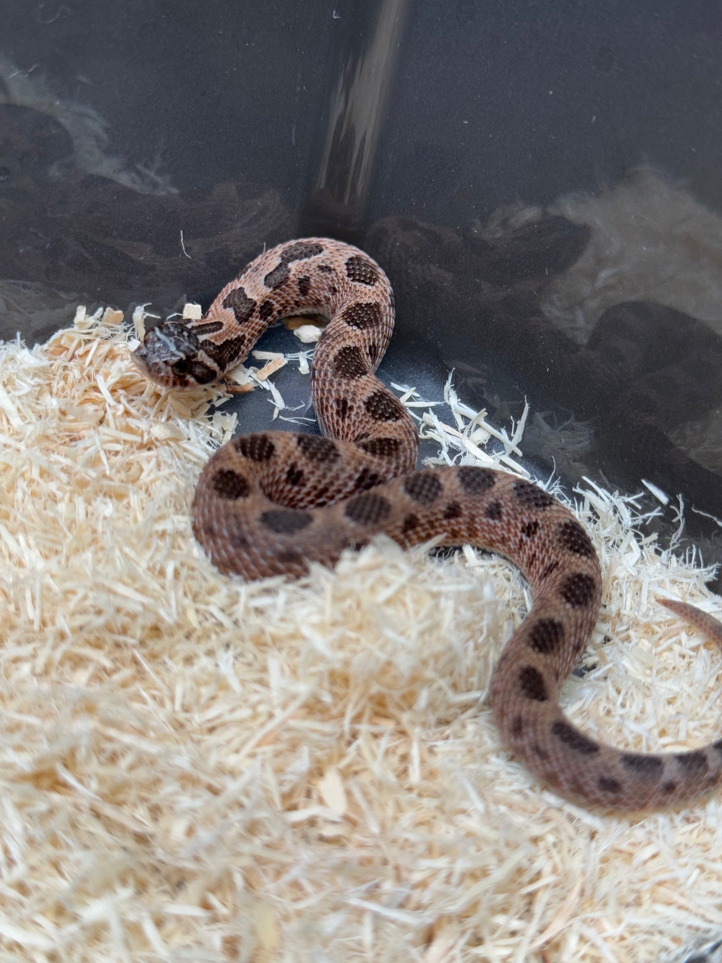 2025 北極紫貂康達66%ph白化 ♂ (H25140)