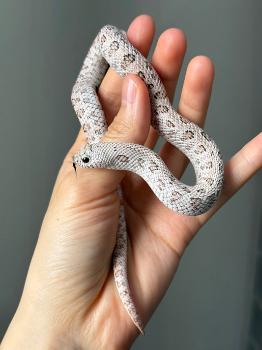 超級北極鬼臉50%ph薰衣草