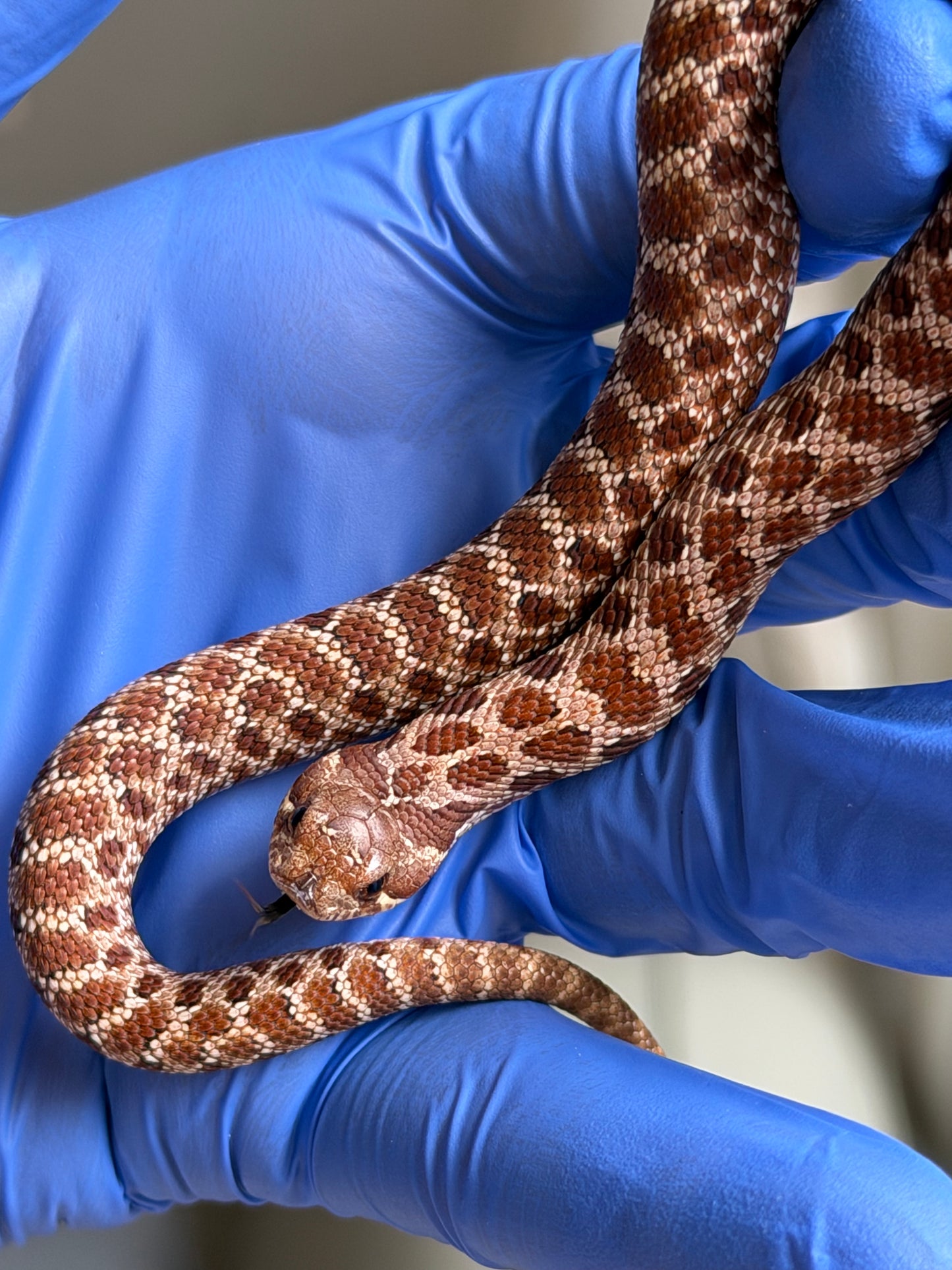 Cinnamon Het Albino 50%ph Sable 50%ph Axanthic