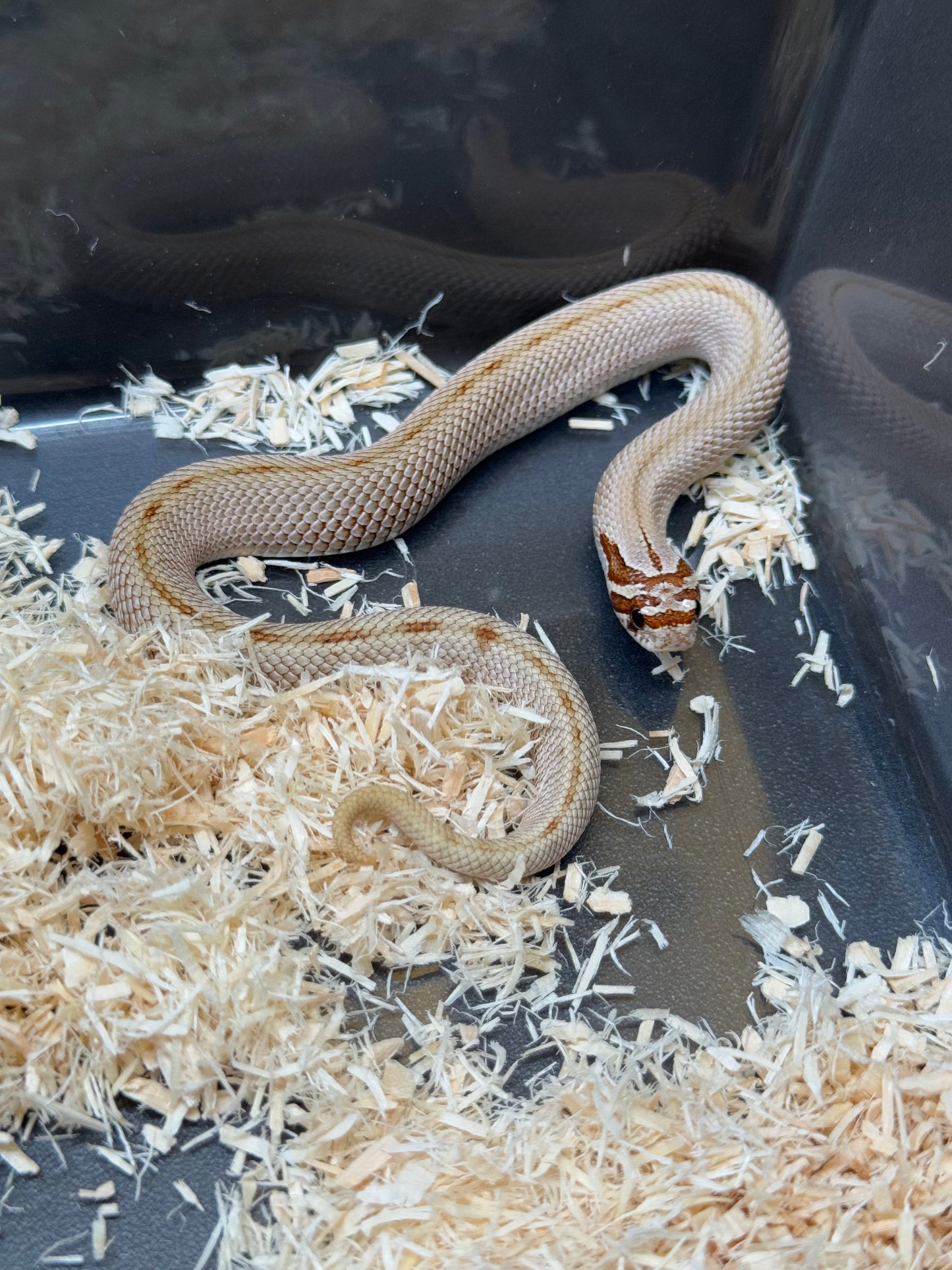 2025 康達Het毒藥 ♀ (H25354)