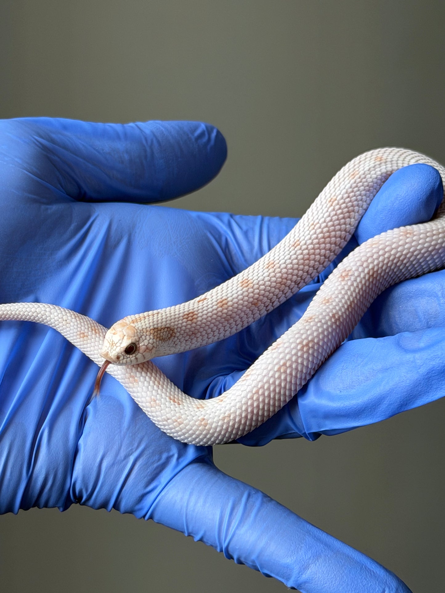 Antarctic Toxic Conda