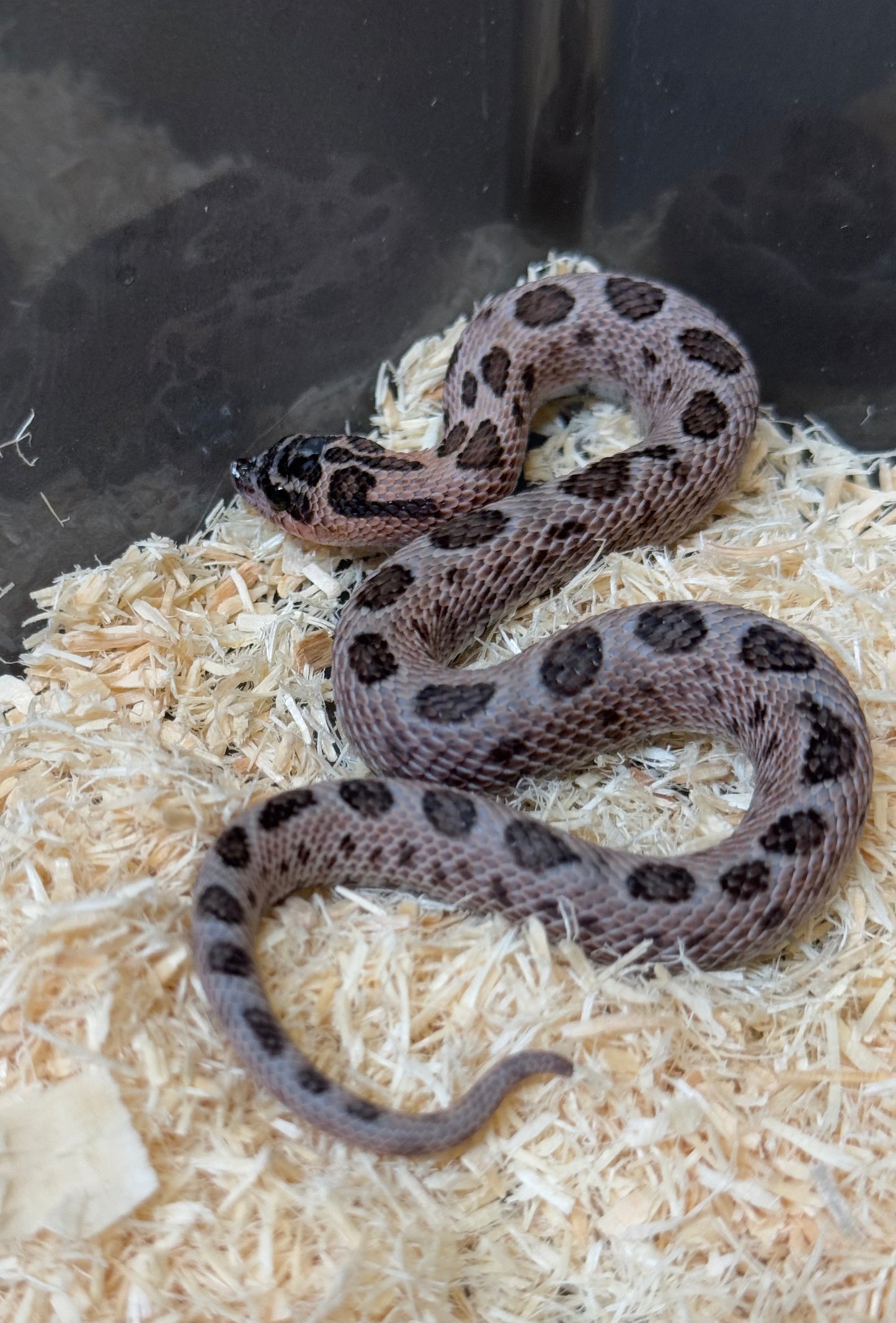 2025 超級北極紫貂康達66%ph白化 ♂ (H25145)