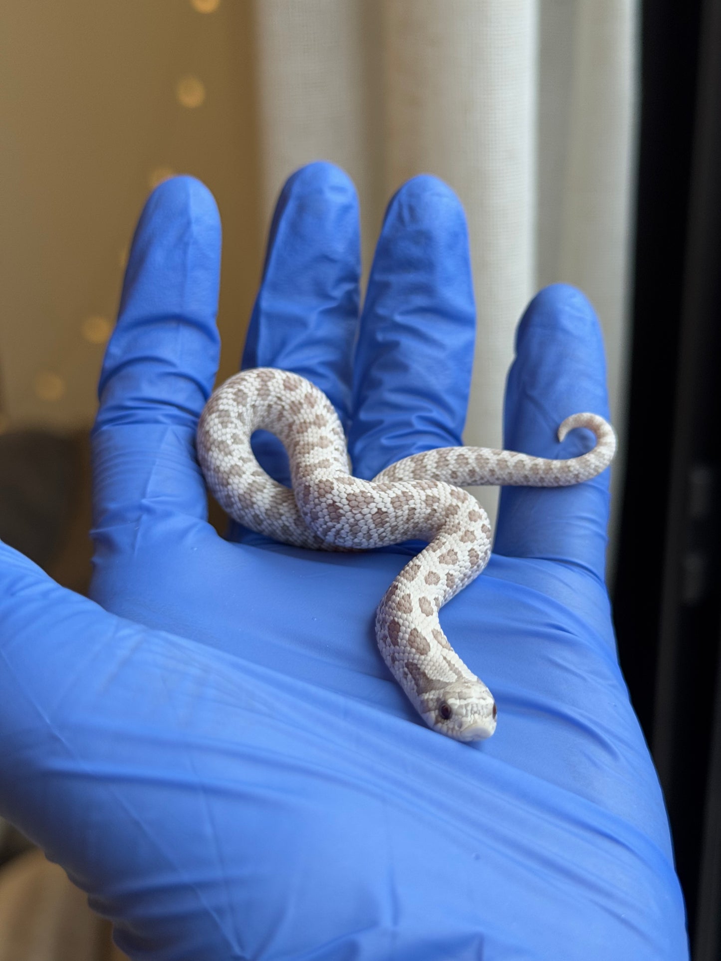 2025 北極毒藥 ♂ (H25420)