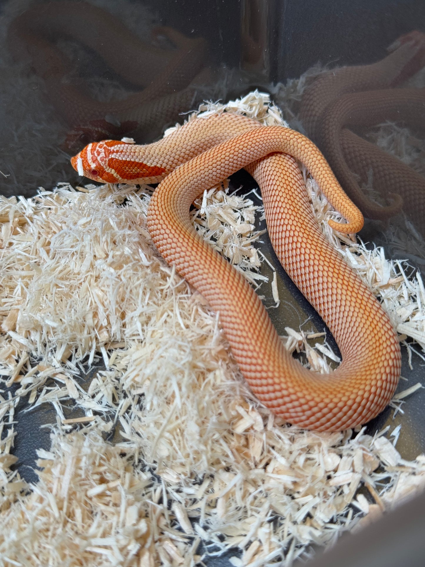 2025 極端紅白化超級康達 ♂ (H25382)