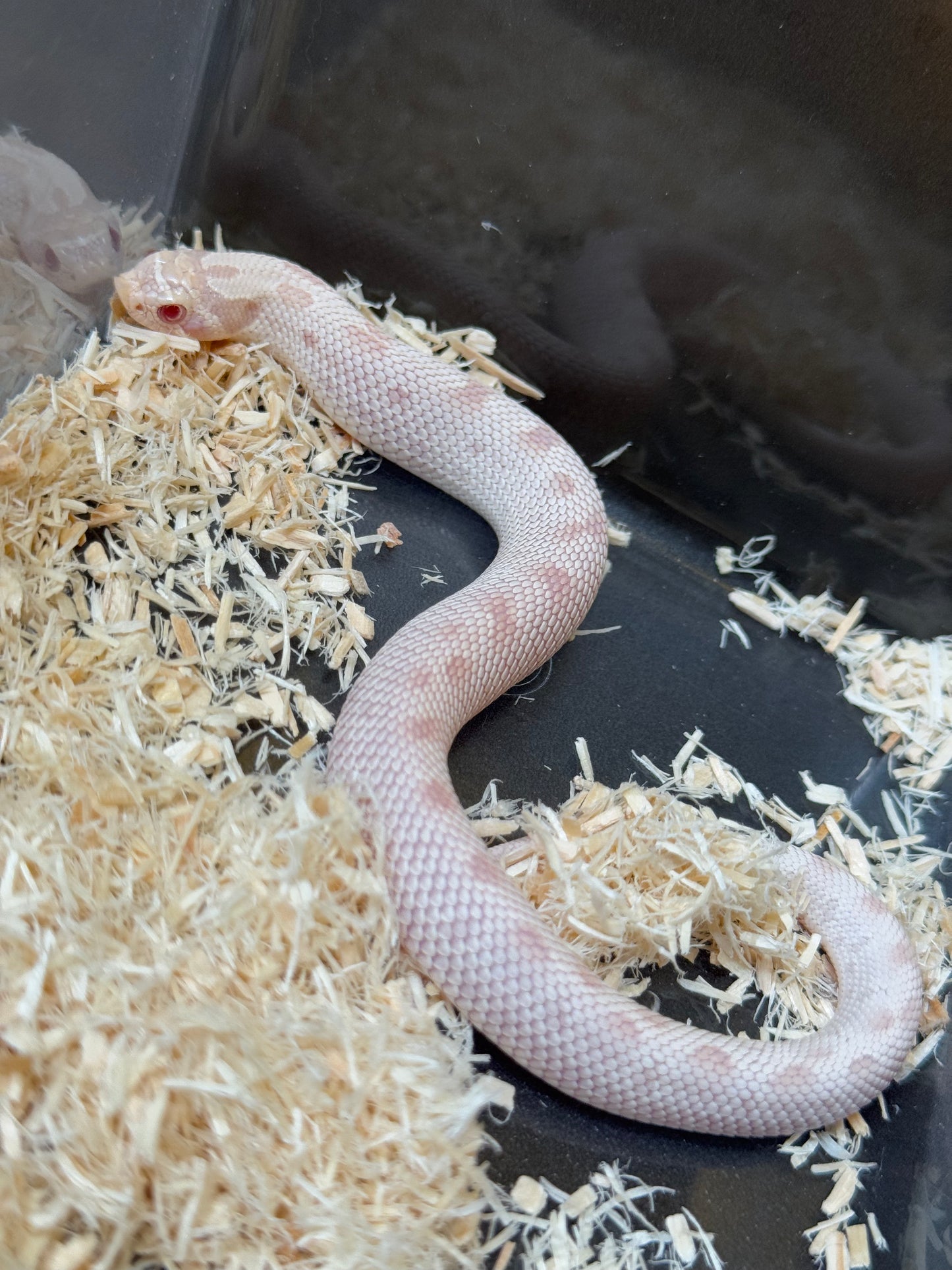 2025 雪白康達 ♂ (H25161)