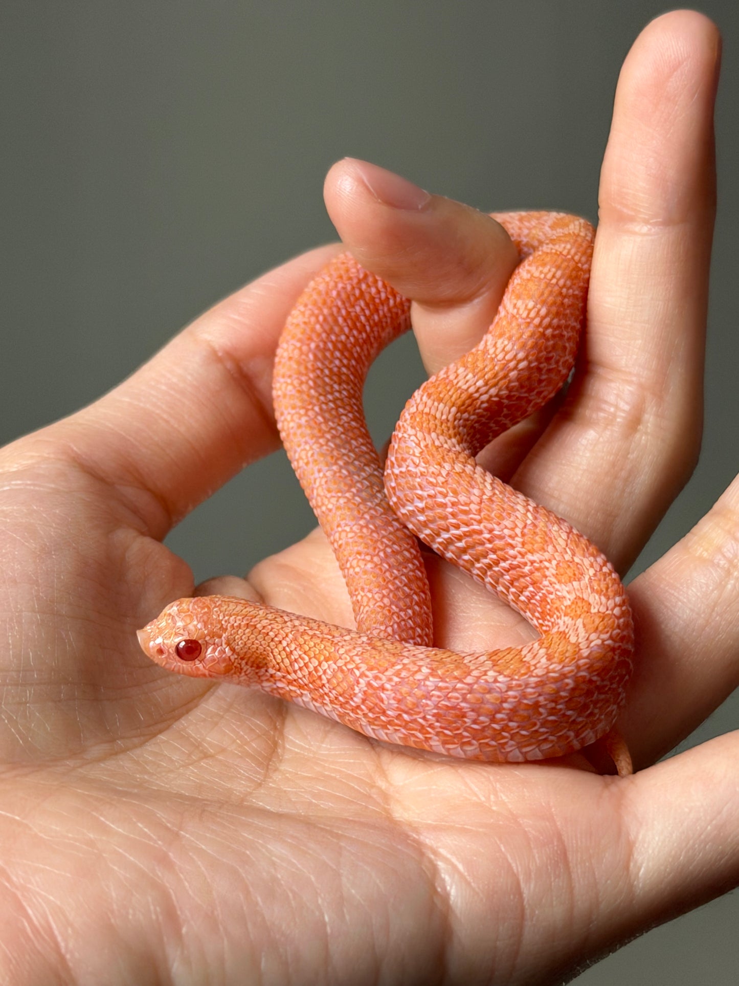 2025 北極太陽爆炸 ♀ (H25362)