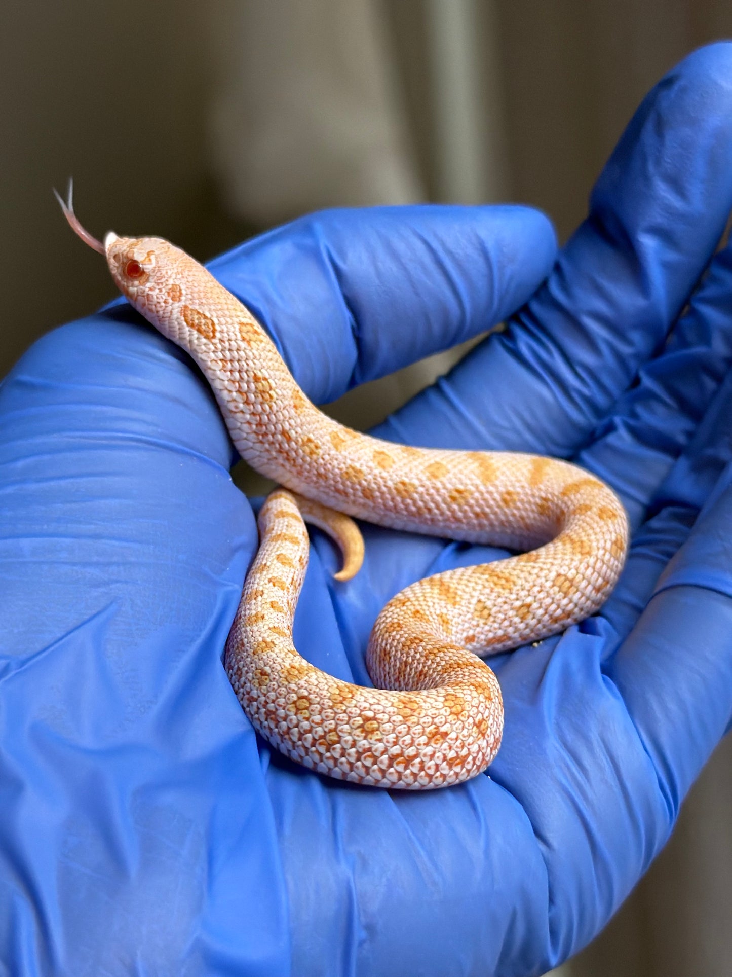 Albino Skullface 50%ph Sable