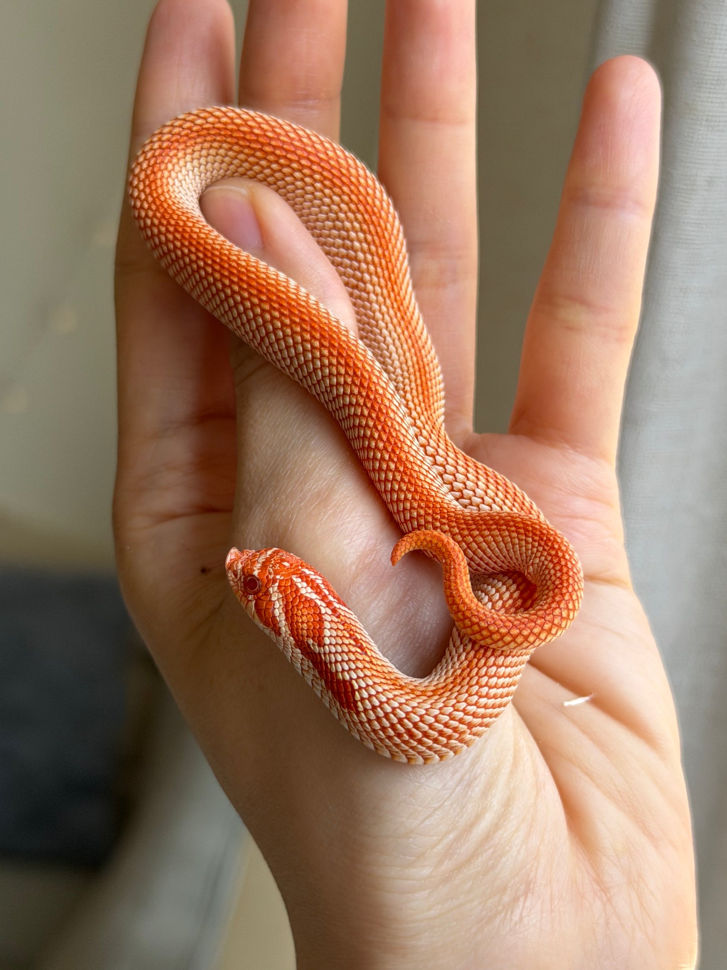 純血彩色爆風白化超級康達