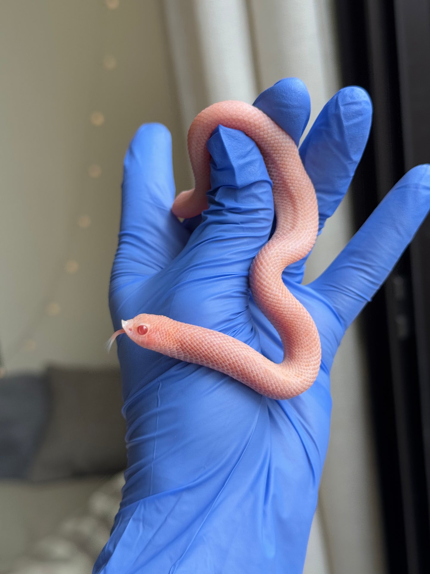 2025 超級北極太陽爆炸 ♀ (H25215)