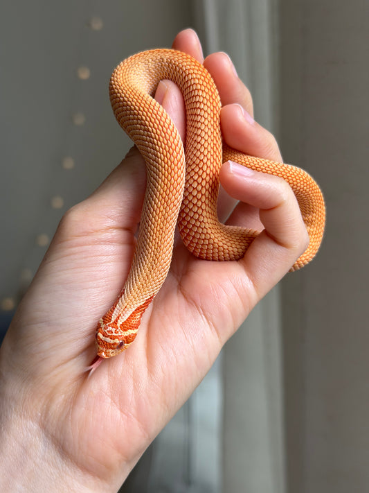 極端紅白化超級康達