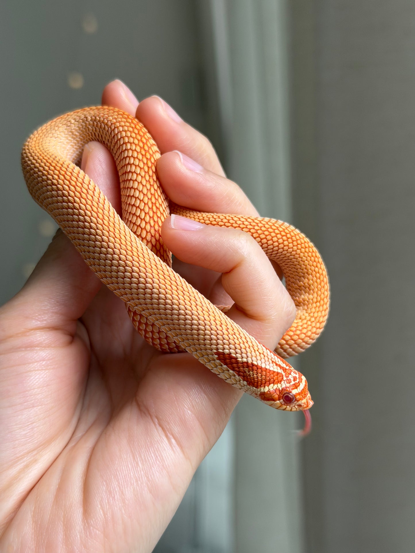 極端紅白化超級康達