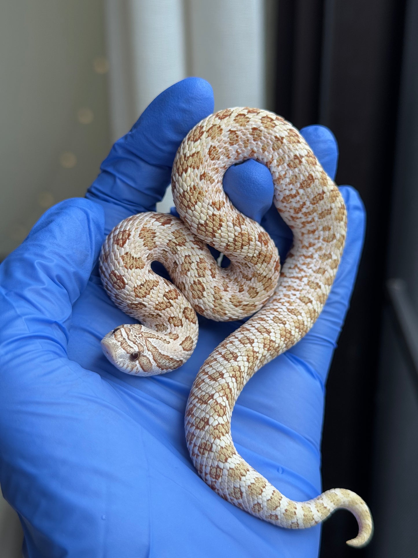 2025 北極太妃Het紫貂 ♀ (H25070)