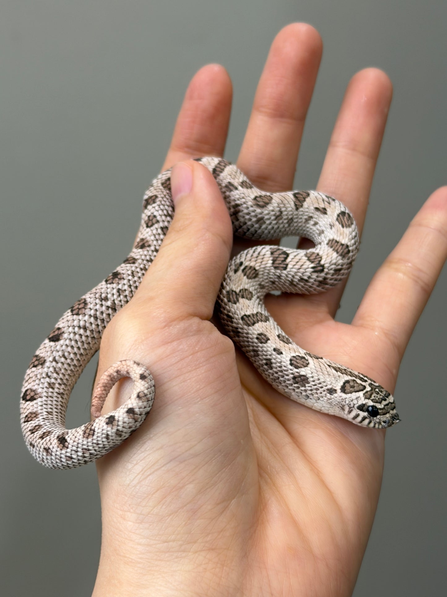 2025 超級北極康達 ♀ (H25208)