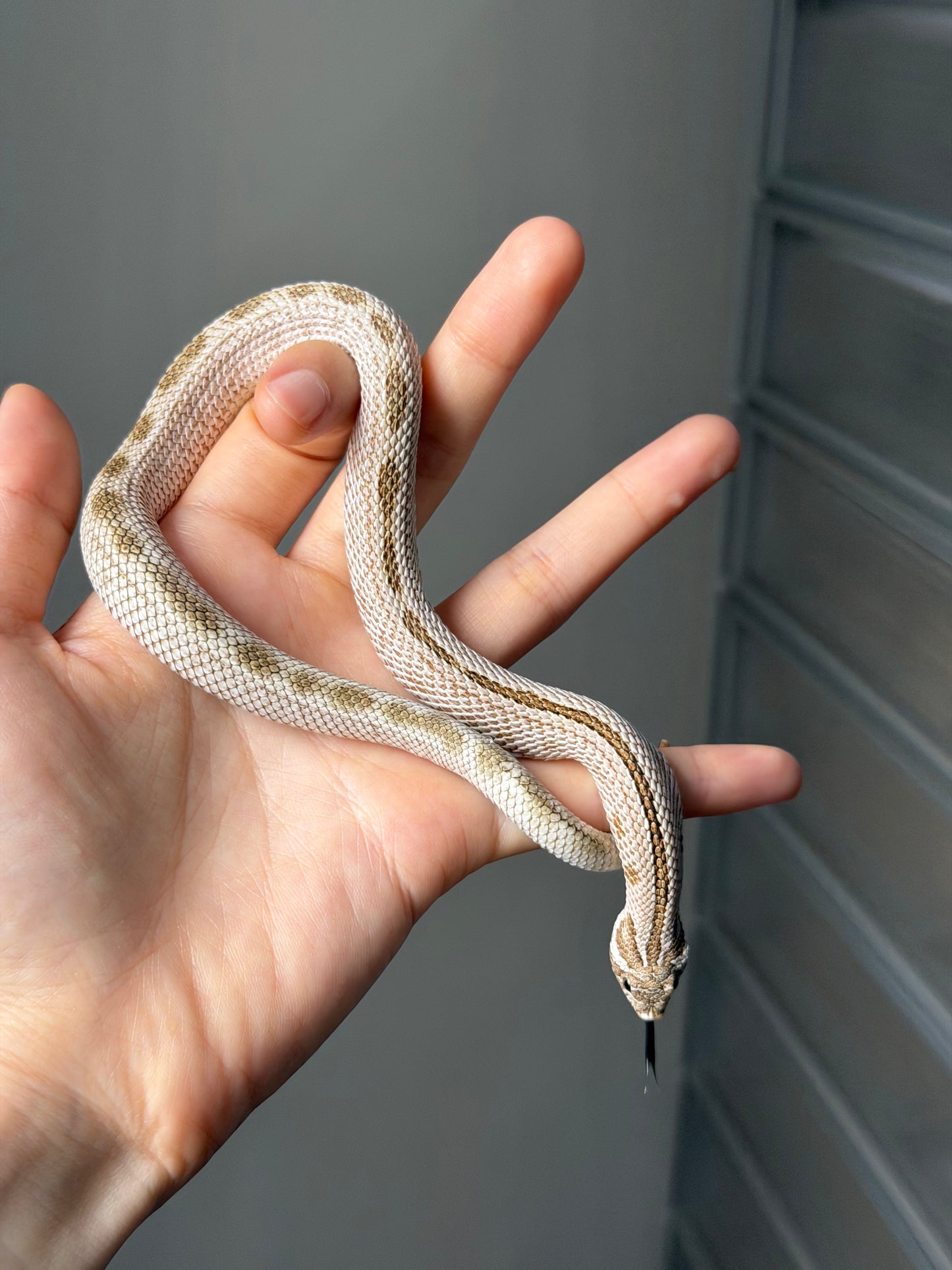 北極康達50%ph薰衣草